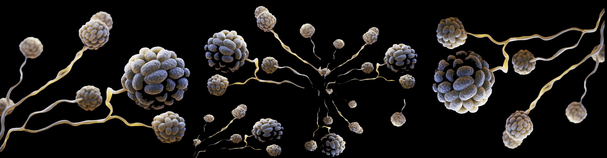 Digital graphic of a collection of stylized, branching neuron-like structures with clusters appearing as interconnected nodes, set against a black background, symbolizing the process of water damage restoration at the microscopic level.