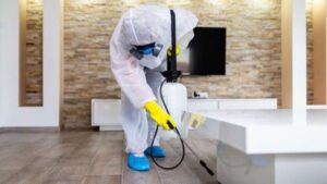 Mold Removal Process Vancouver