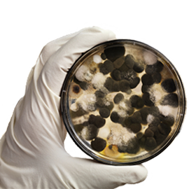 A hand in a white glove holding a petri dish containing various black, gray, and yellow mold colonies, crucial for mold removal studies.