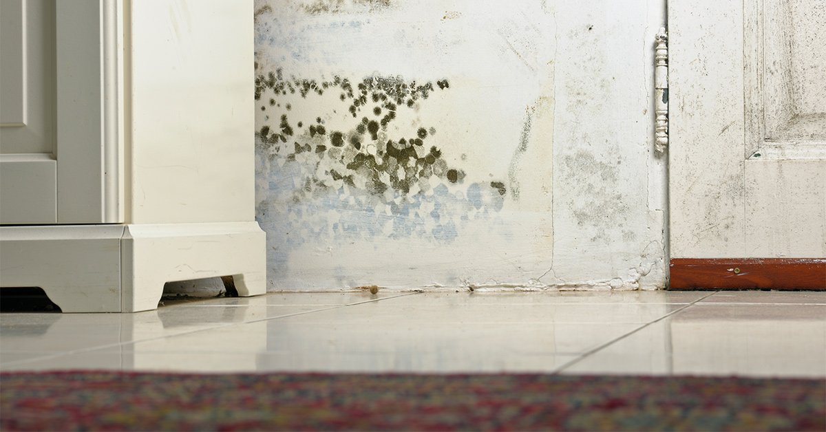 View of a room corner showing visible signs of black mold growth on a white wall, with a white door partially visible on the right and a patterned carpet on the floor, indicating the need