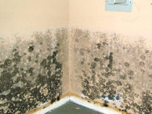 Mold Removal Process Ottawa