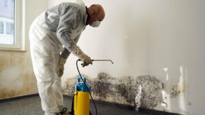 Mold Removal Process Calgary