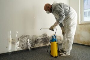 Mold Removal Process Vaughan