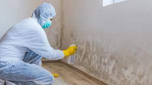 Mold Removal in Cambridge