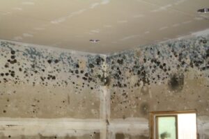 Mold Removal Process Mississauga