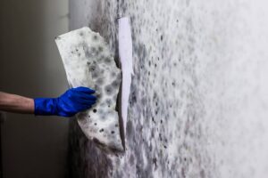 Mold Removal Process Rideau Lakes