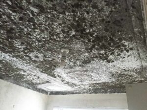 Mold Removal Process Chomedey