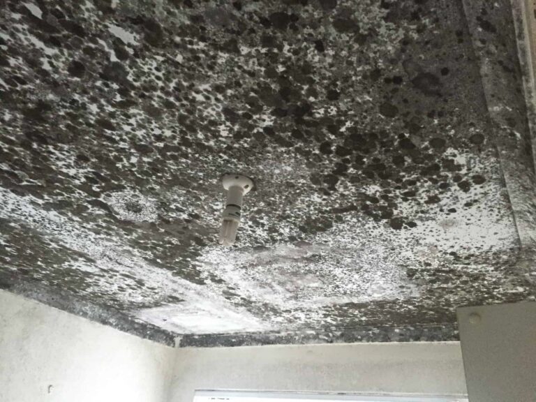 Dark growth covering part of a ceiling