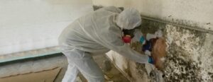 Mold Removal Process Chateauguay