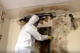 Mold Removal Process Pickering