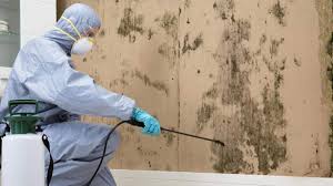Mold Removal Process LaSalle