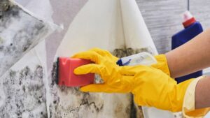 Mold Removal Process Etobicoke