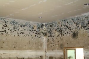 Mold Removal Process Caledon