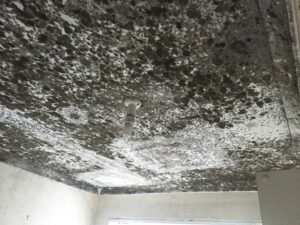 Mold Removal Process Kirkland