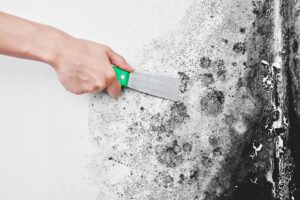 Mold Removal Process Beaconsfield