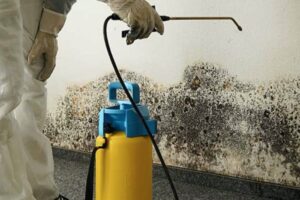 Mold Removal Process Fort Saskatchewan